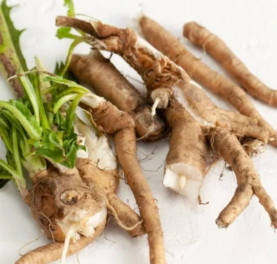 Chicory root, source of inulin prebiotic fibre
